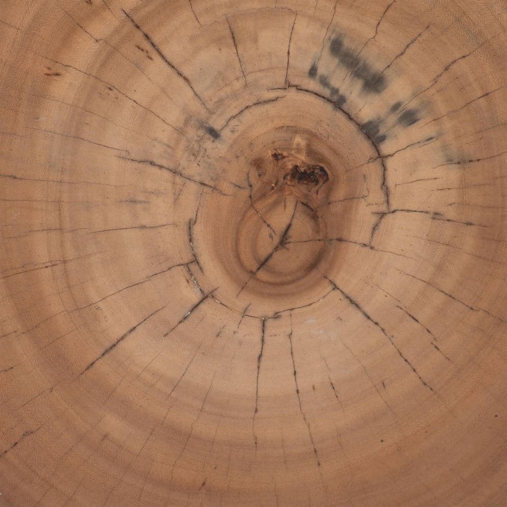 Natural Suar Wood Round Tree Stump Coffee Table 25"