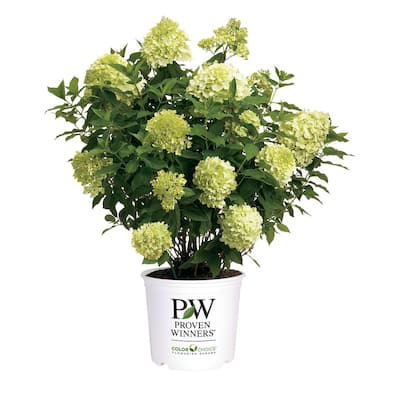 2 Gal. Limelight Hydrangea Shrub with Green to Pink Flowers