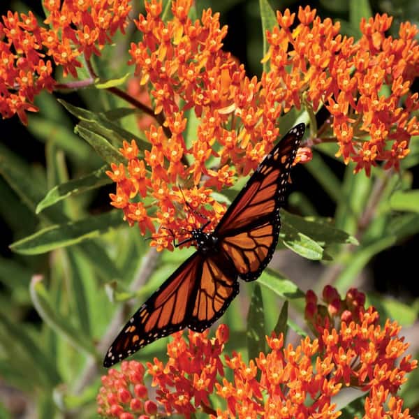 ALTMAN PLANTS #1 2.5 Qt. Red Butterfly Weed Plant