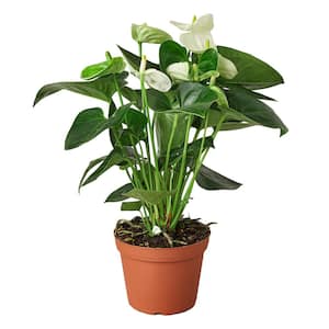 White (Anthurium) Plant in 6 in. Grower Pot