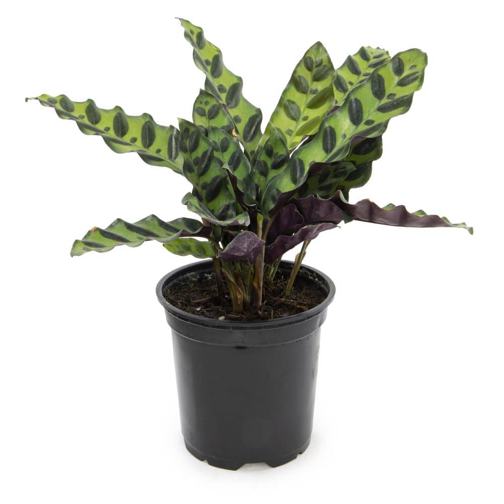 4 in. Calathea (Solo) price history on PriceWatchPro