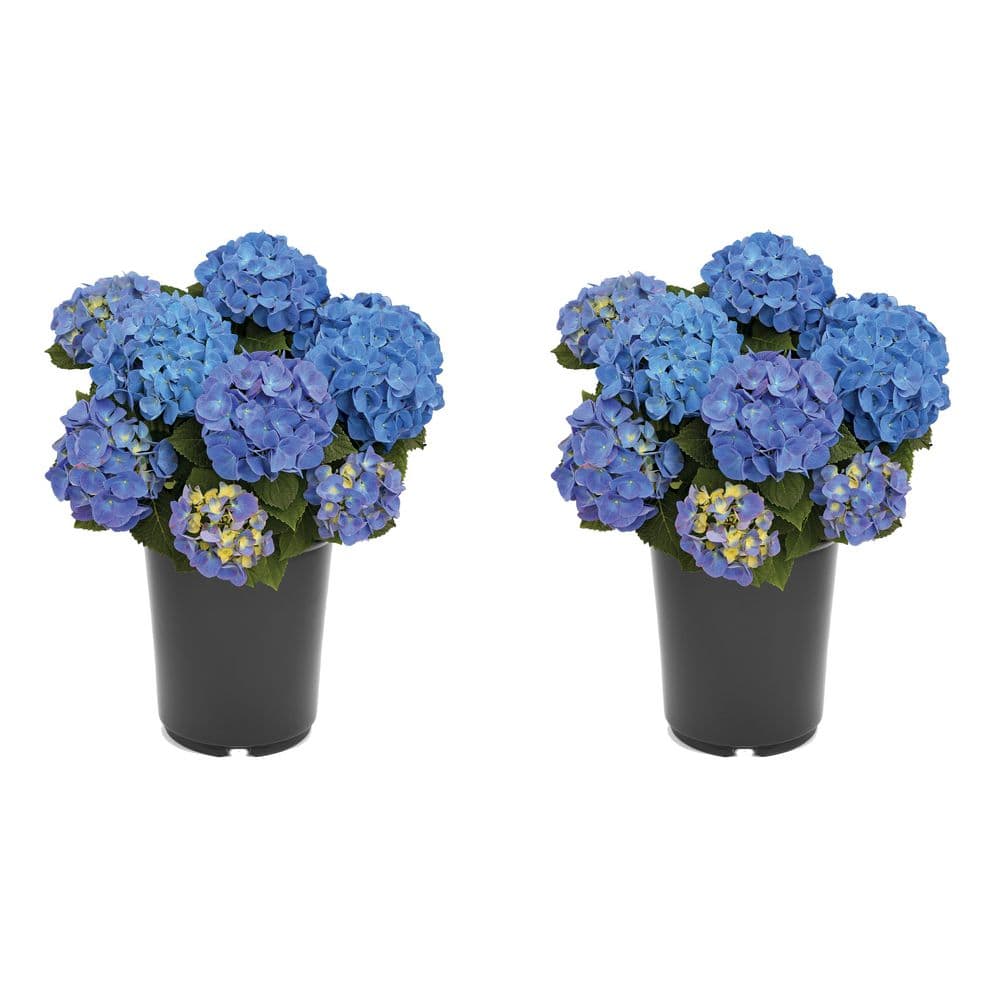 2.5 qt. Hydrangea Macrophylla Jip Blue Perennial Plant with Blue Flowers 