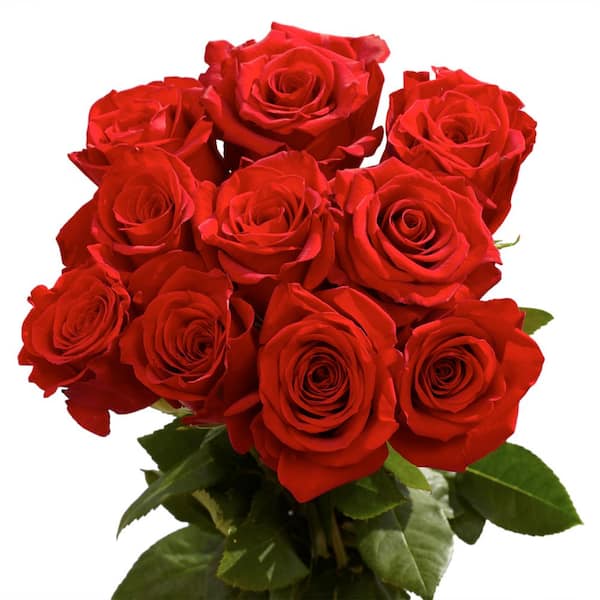 Globalrose Fresh Red Roses Best of The Best (125 Extra Long Stems)