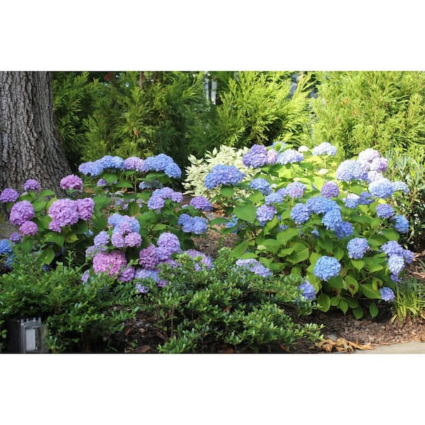 Online Orchards 5 Gal. All Summer Beauty Hydrangea Shrub SBHD511