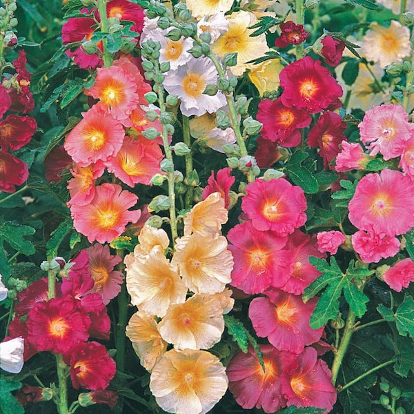 Spring Hill Nurseries 4 in. Pot, Double Flowering Chater's Hollyhock Mixture, Live Potted Deciduous Perennial Plant (1-Pack)