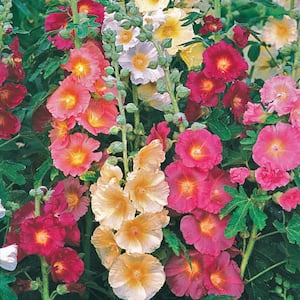 2.50 Qt. Pot, Single Flowering Hollyhock Mixture, Potted Perennial Plant (1-Pack)