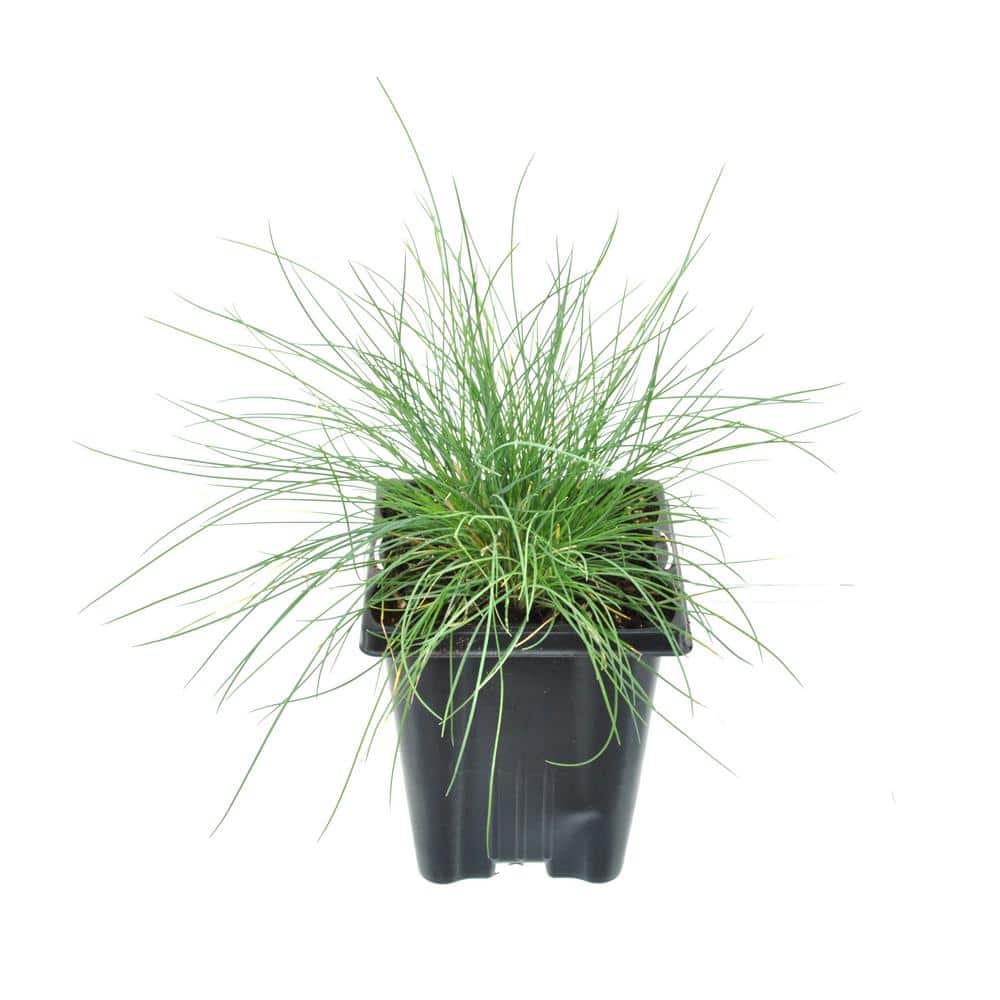 1.0 qt. Blue Grass Festuca Boulder Perennial