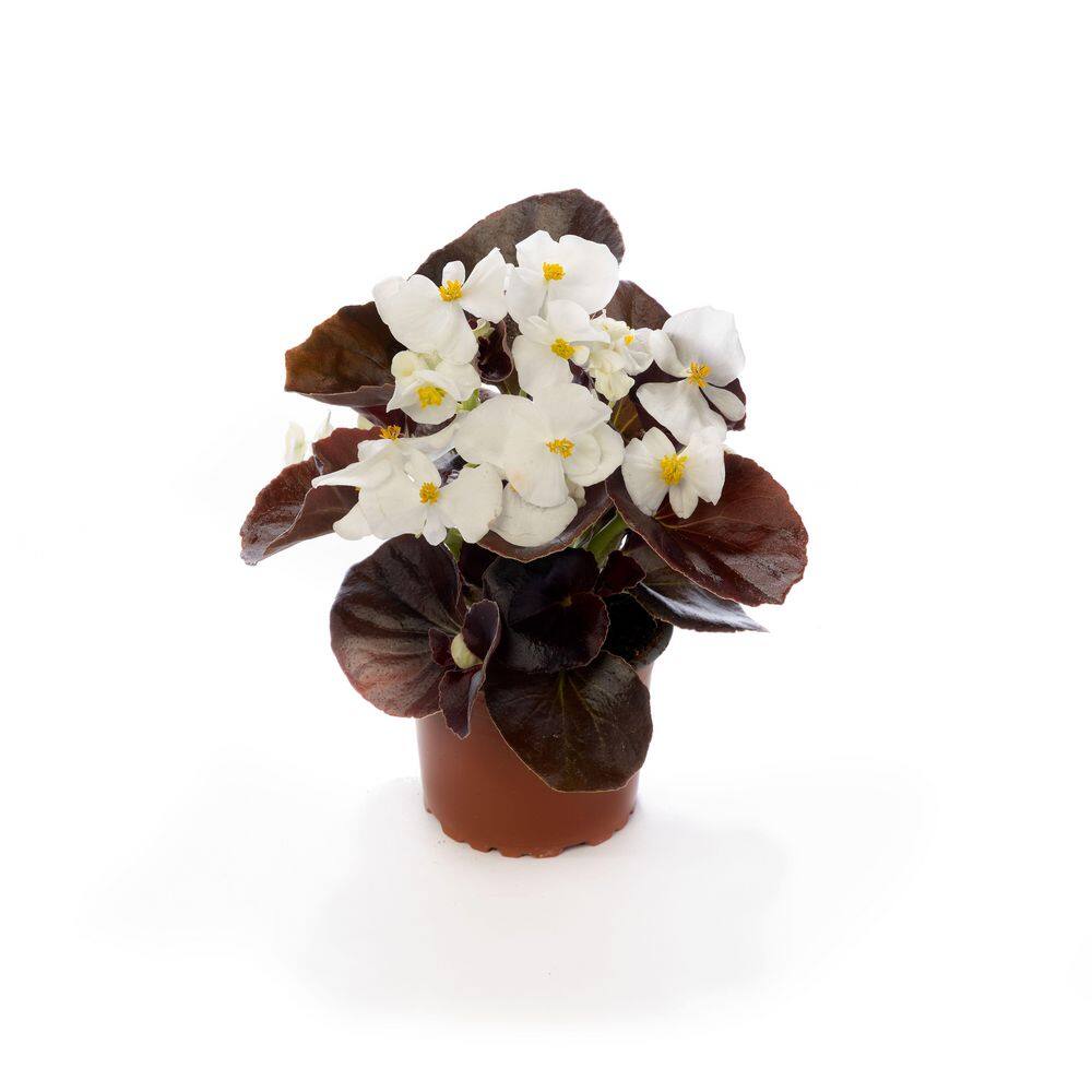 1.97 Gal. Begonia Bada Boom Bronze Leaf White Flower in 2.75 in. Cell Grower's Tray (18- Plant) price history on PriceWatchPro