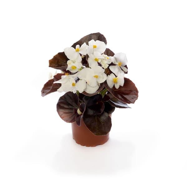 Pure Beauty Farms 1.97 Gal. Begonia Bada Boom Bronze Leaf White Flower in 2.75 in. Cell Grower's Tray (18- Plant)