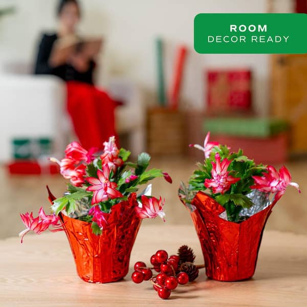 Grower's Choice Holiday Christmas Cactus in 4 in. Decor Pot Cover, Avg. Shipping Height 8 in. (2-Pack)