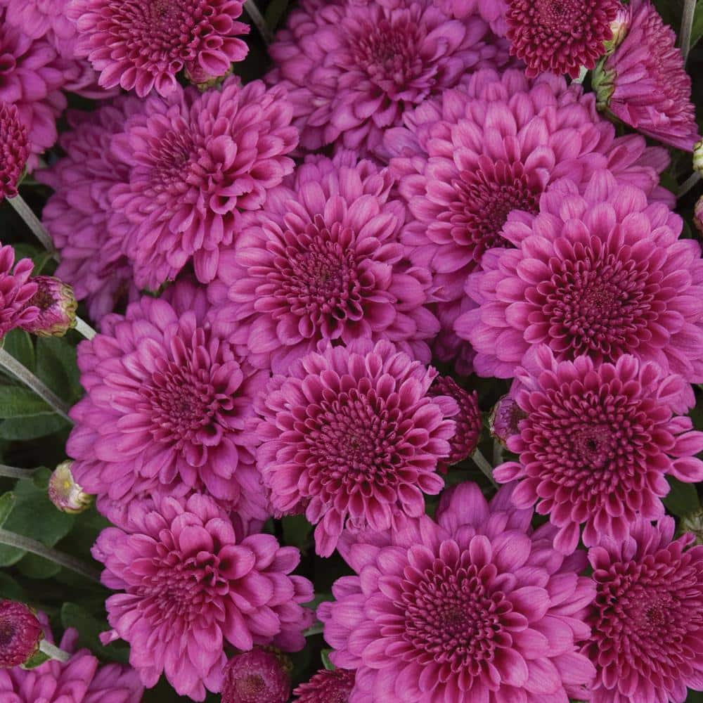 11 in. Danielle Purple Chrysanthemum Plant 607197 - The Home Depot