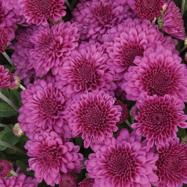 Unbranded 11 in. Danielle Purple Chrysanthemum Perennial Plant