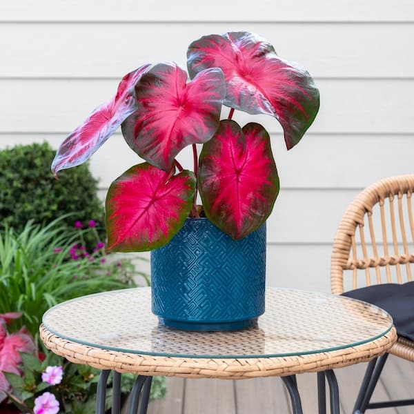 2 Qt. Caladium Heart to Heart Hot Flash Red and Green Bicolor Annual Plant (3-Pack)