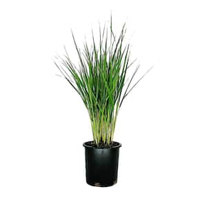 2.5 QT. Karl Foerster Calamagrostis x acutiflora Feather Reed Grass Ornamental Grass