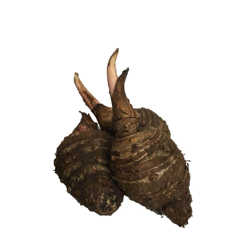 3 Elephant Ear Bulbs
