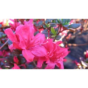 2.5 Qt. Hinode Giri Azalea Plant with Pink Blooms