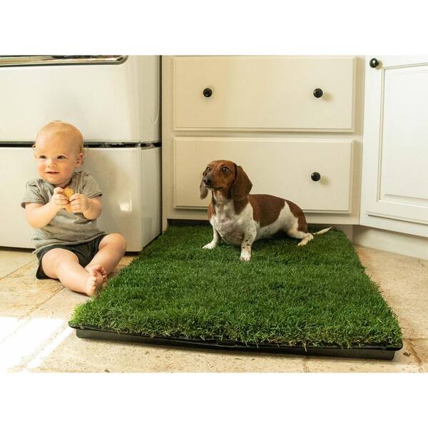 Chewy best sale grass pad