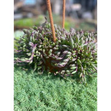 Unbranded - Othonna Capensis Succulent Plant Flower Baskets for Garden and Balcony (1-Pack)