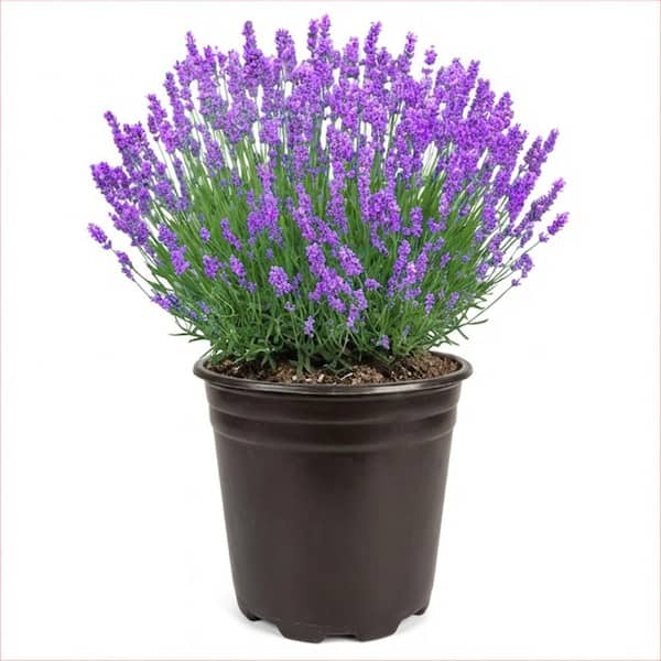 BELL NURSERY 3 Gal. Provence French Lavender (Lavandula) Live