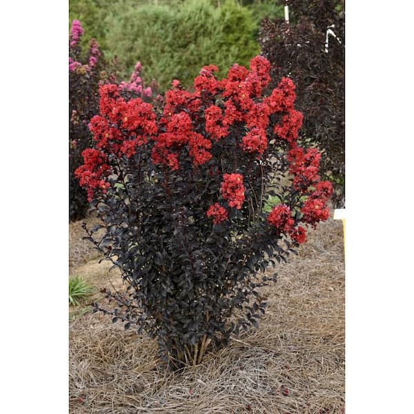 7 Gal. Sunset Magic Crape Myrtle Flowering Deciduous Tree with Red Flowers