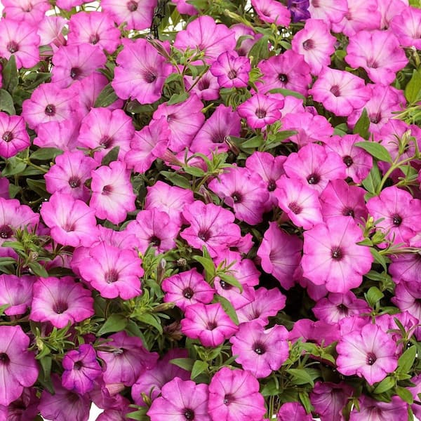 4.25 in. Eco+ Grande Supertunia Pink Tiara (Petunia Hybrid) Live Annual Plant with Pink Flowers 4-Pack