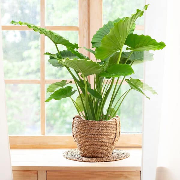 national PLANT NETWORK 4 in. Alocasia California Elephant Ear Plant in Grower Container (3-Pack)