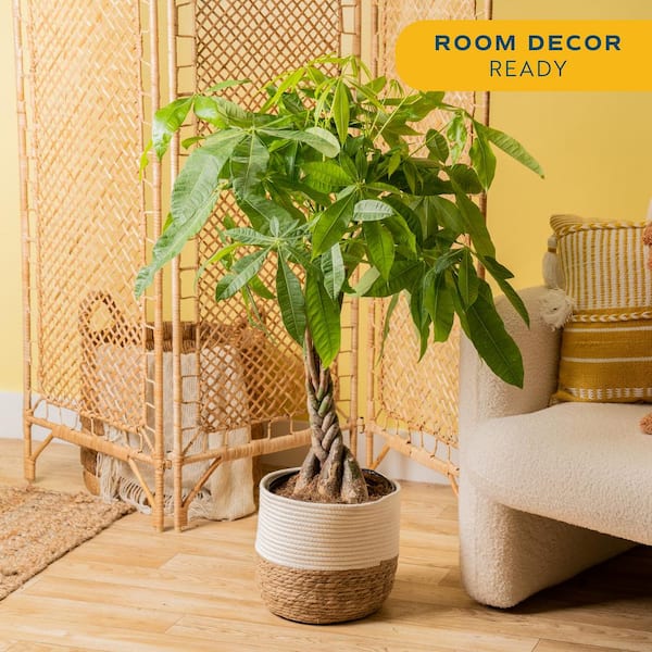 10 in. Pachira Braid Indoor Money Tree Plant in Decor Weave Basket Planter, Avg. Shipping Height 3-4 ft. Tall