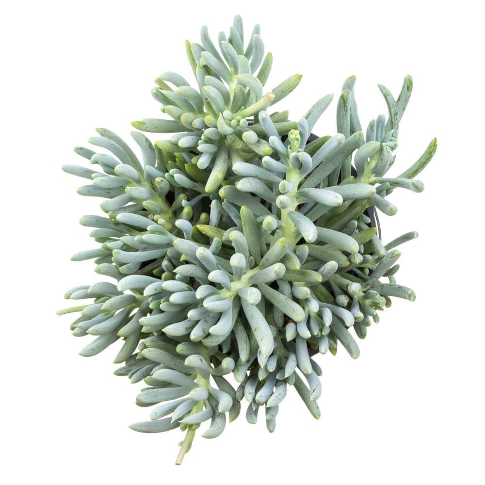 Senecio Blue Chalk Sticks Succulent in Plastic Planter