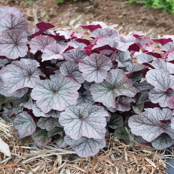 #5 1 Qt. Carnival Rose Granita Silver and Burgundy Coral Bells Plant