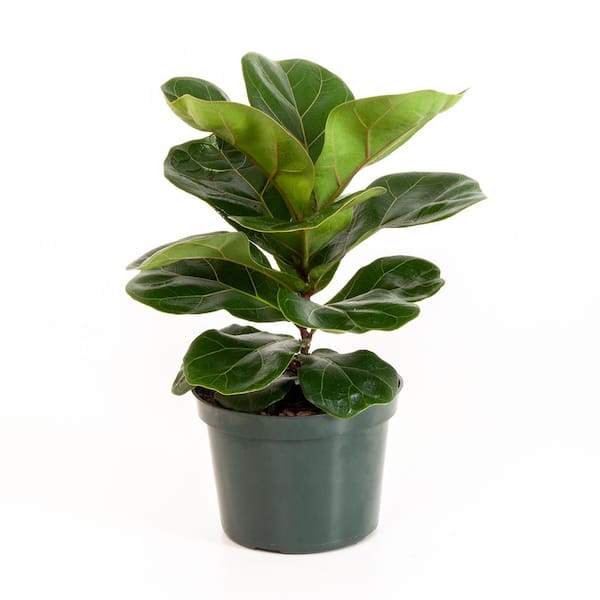 United Nursery Little Fiddle Leaf Fig Ficus Lyrata in 6 inch Grower Pot
