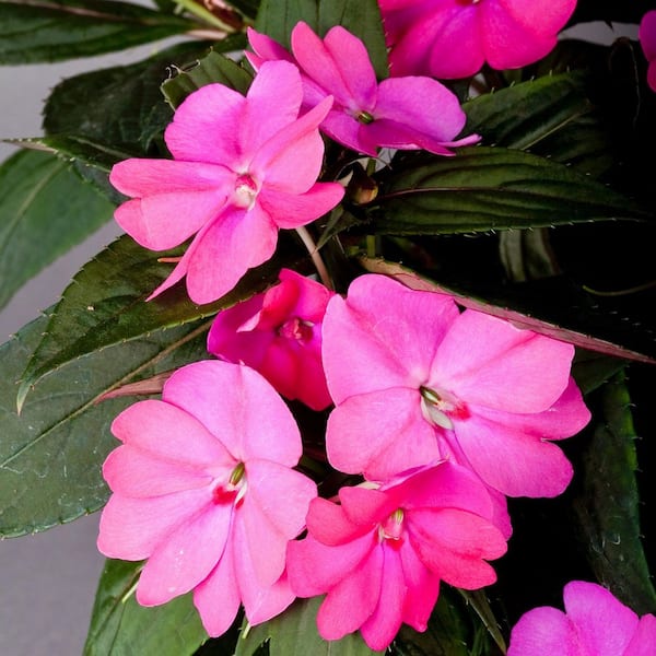 SunPatiens 4 in. Compact Best Friends Mix Plant (8-Pack)