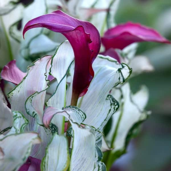 national PLANT NETWORK 1 gal. Calla Lily Frozen Queen Perennial Plant with White Flowers