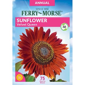 Flower Sunflower Velvet Queen Flower Seeds