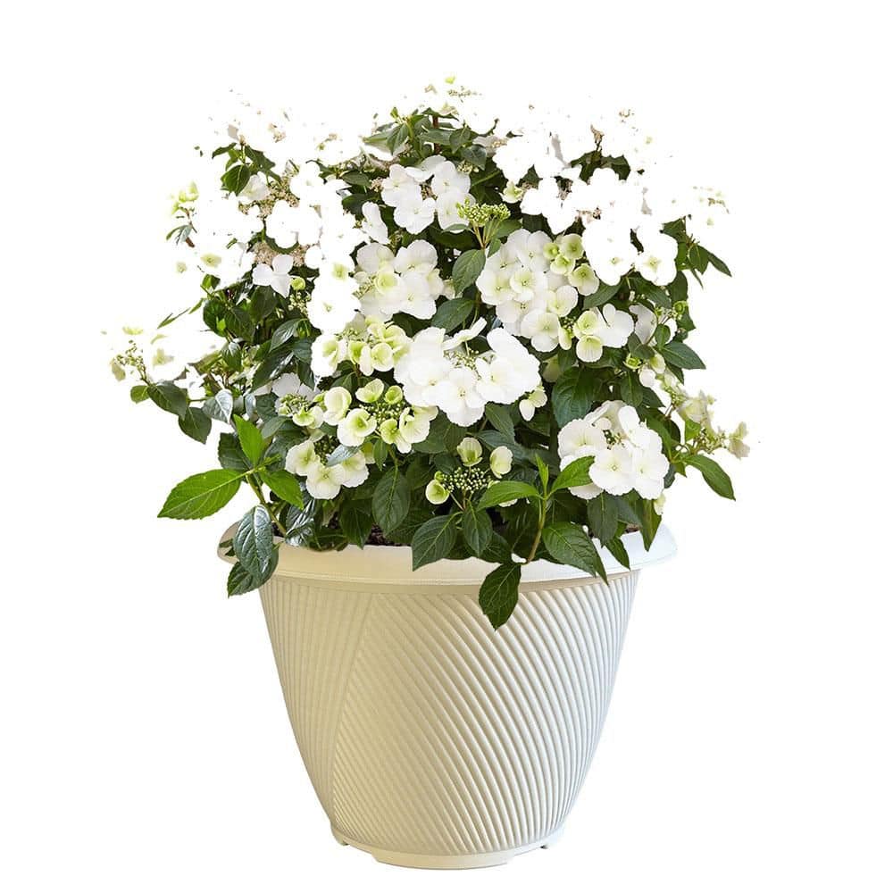 proven-winners-hydrangeas-