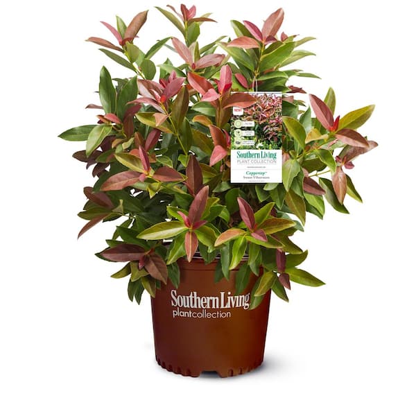 3 Gal. Coppertop Sweet Viburnum Shrub with Olive Green to Dark Red Evergreen Foliage
