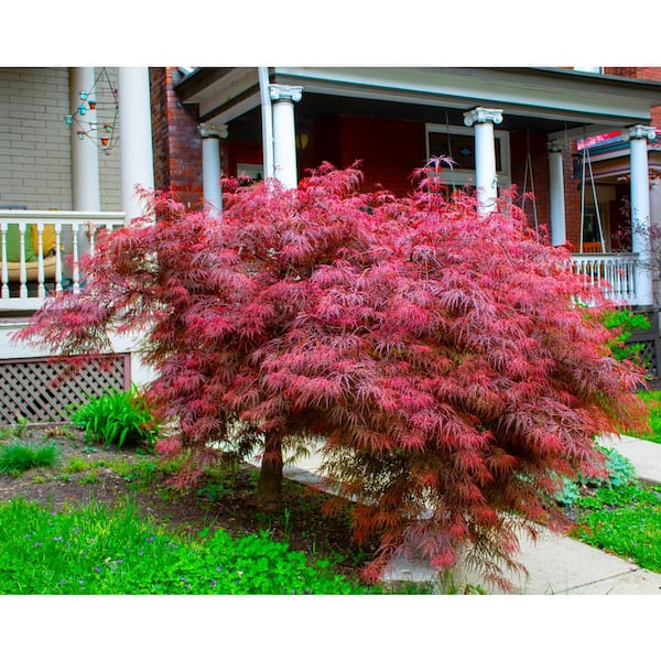 Online Orchards 3 Gal. Crimson Queen Japanese Maple Tree with Attractive Crimson Foliage and Weeping Limbs SBAP302 - The Home Depot