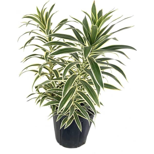 Wekiva Foliage Song of India Plant-Live Plant in a 10 in. Grower's Pot-Dracaena Reflexa-Easy to Grow Air Purifying Indoor Plant