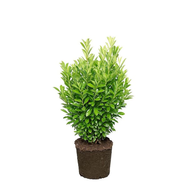 Online Orchards 1 gal. Dwarf English Laurel Shrub – Compact Evergreen Shrub for Hedges and Foundation Plantings