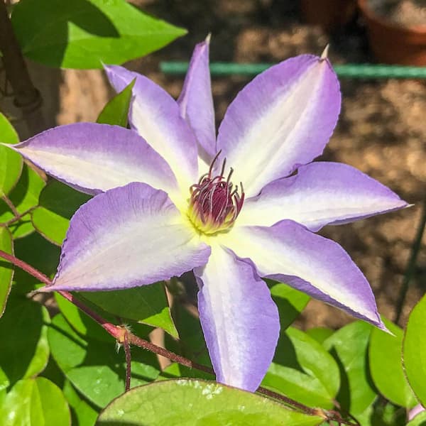 Spring Hill Nurseries 2.5 Qt. Pot, Kimi Idera Clematis Vine, Live Potted Perennial Plant (1-Pack)