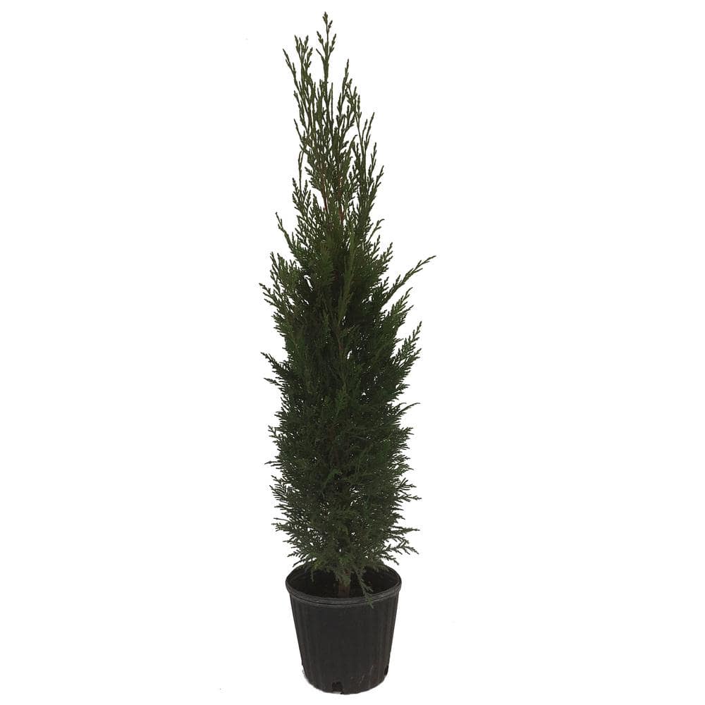 Leyland Cypress (Cuprocypris Leylandii) Tree