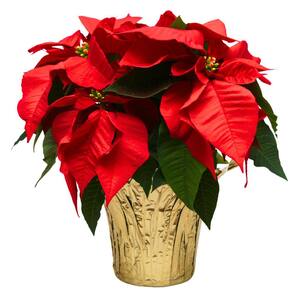 6 in. Holiday Live Indoor Poinsettia in Gold Pot Cover (1-Pack)