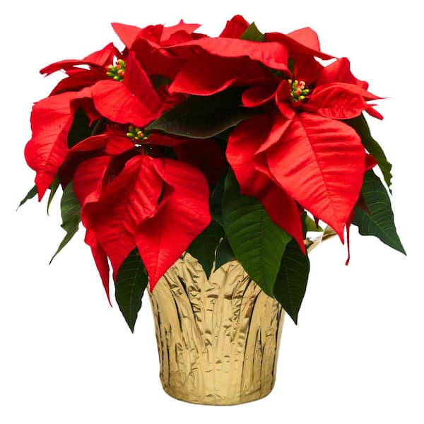 Costa Farms 6 in. Holiday Live Indoor Poinsettia in Gold Pot Cover (1-Pack)