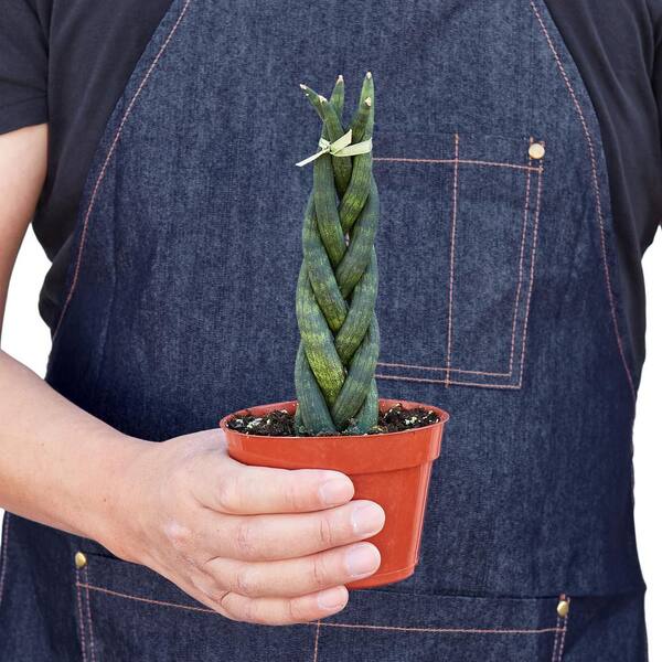 PPC INTERNATIONAL LLC Snake Plant Braided (Sansevieria cylindrica) Plant in  4 in. Grower Pot 4_SNAKE_BRAID - The Home Depot