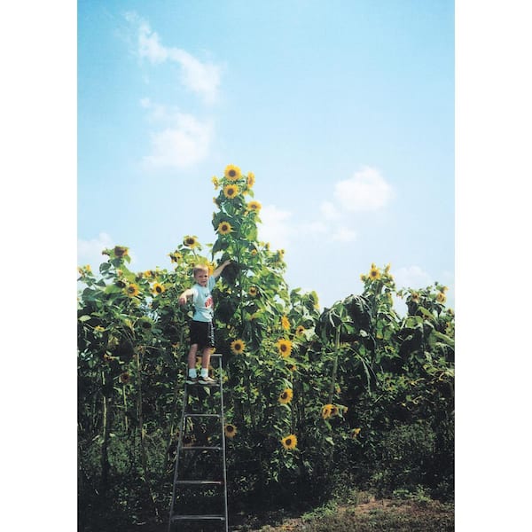 Sunflower Skyscraper, Bright Yellow Flowers (1 oz. Seed Packet)