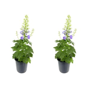 Perennial Delphinium Purple 2.5 qt. (2-Pack)