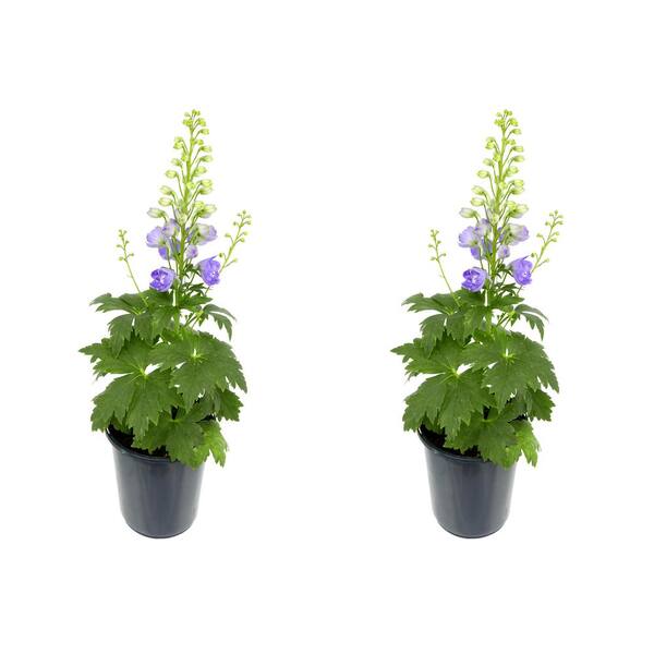 Unbranded Perennial Delphinium Purple 2.5 qt. (2-Pack)