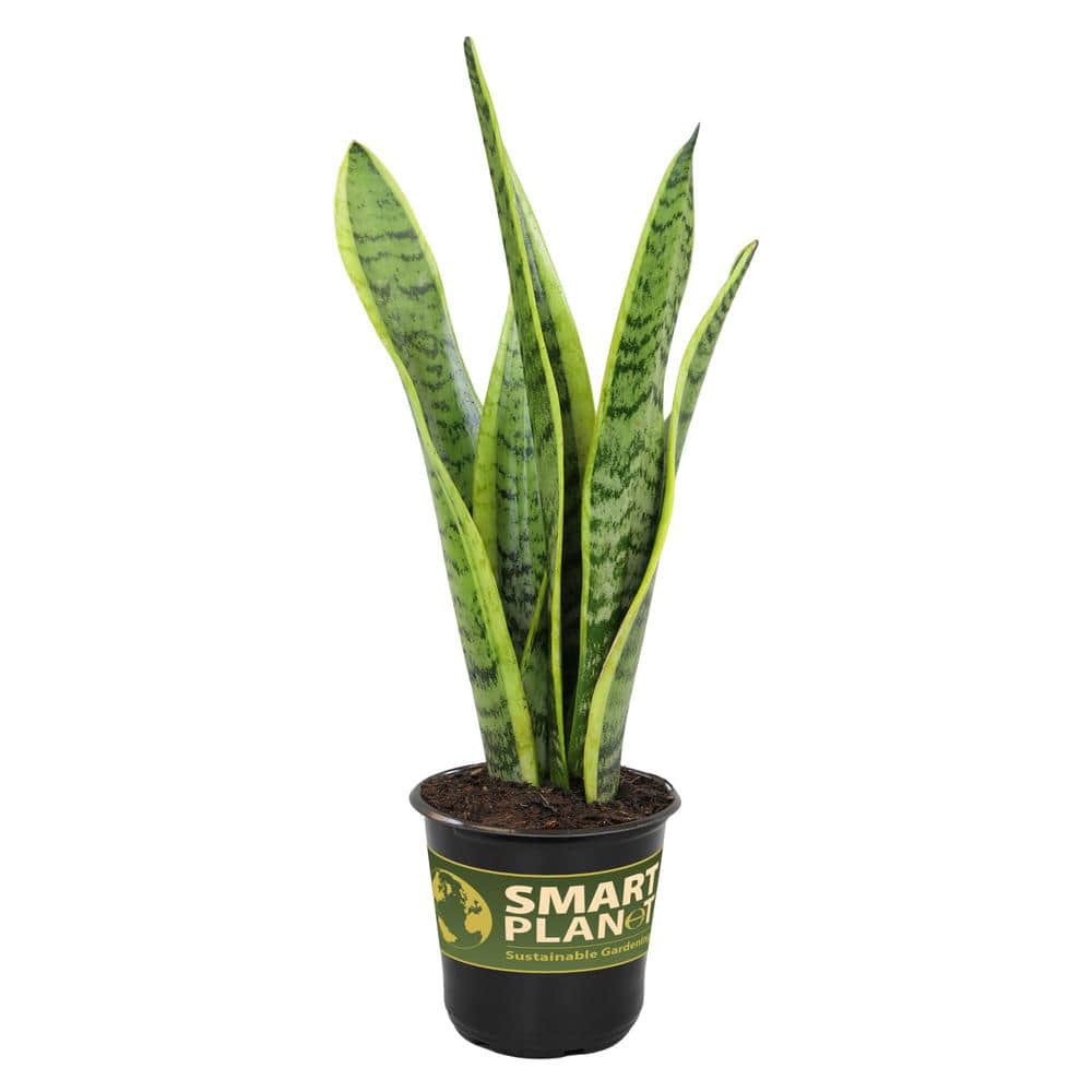 SMART PLANET Variegated Live Snake Plant (Sansevieria Zeylanica
