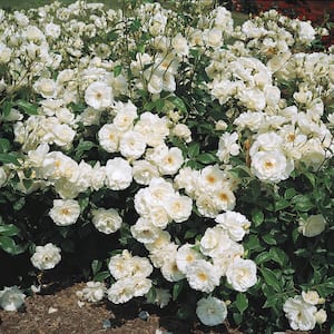 Iceberg White Flowering Climbing Rose Bush Dormant Bare Root Starter Plant (1-Pack)