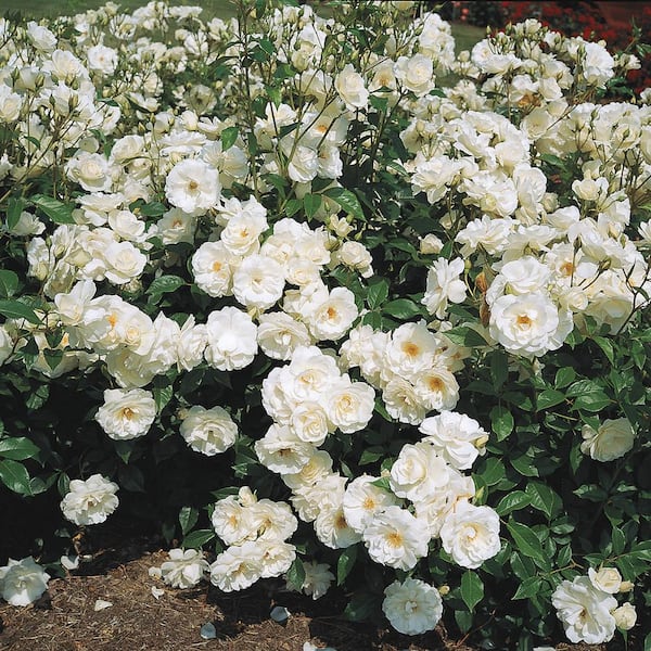 Spring Hill Nurseries 3 Gal. Pot, Iceberg Floribunda Rose, Live Potted Flowering Plant (1-Pack)