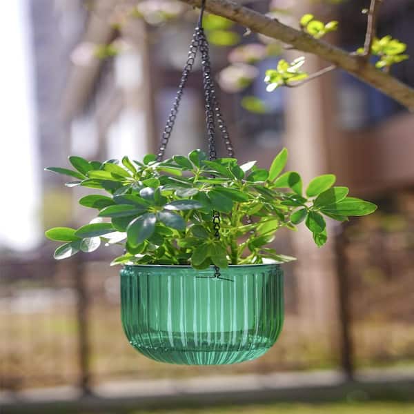 wild money tree Money Tree main image 1